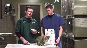 That is if i can get her to eat it at all. How To Help A Cat Gain Weight Youtube