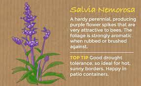 Agastache 'arcado pink' is a magnificent first year flowering perennial. Top 10 Perennial Plants Thompson Morgan