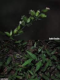 Image result for Pseudechinolaena polystachya