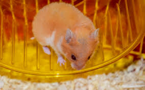 Teddy bear hamster for sa Owning A Pet Hamster Vca Animal Hospital