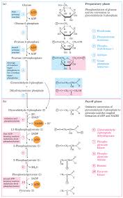 Glycolysis Steps Pathway Cycle A Level Biology Revision