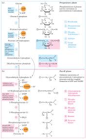 glycolysis steps pathway cycle a level biology revision