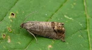 Image result for Lobesia botrana grapevine