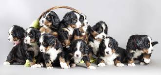Below is a sample search of our bernese mountain dog breeders with puppies for sale. Breed Spotlight Bernese Mountain Dogs Pawderosa Ranch