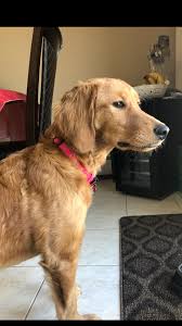 Smooth Coat F1b Goldendoodle F1b Goldendoodle Goldendoodle Bruschetta Chicken