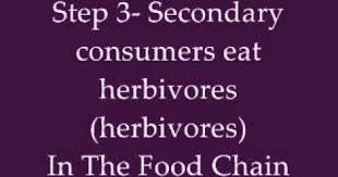 The Food Chain Youtube With Lyrics Wmv Food Chain 4th Grade Science Lyrics