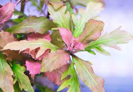 Image result for Hygrophila spiciformis