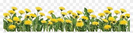 Free Free 107 Clipart Transparent Sunflower Border Png SVG PNG EPS DXF File