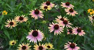 The flowers emerge buttery yellow then gradually age to pink with a cinnamon inner cone.a fascinating focal specimen in the garden! Mt Cuba Center Echinacea Eglow Evening Glow Mt Cuba Center