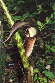 En en トチカガミ ムサシモ najas ancistrocarpa a. Arisaema Speciosum