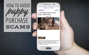 The want ad digest has been a trusted source for classified ads since 1962. How To Avoid An Online Puppy Scam Caninejournal Com
