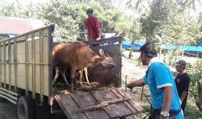 Jual sapi lokal, jual sapi anakan. Sapi Pengungsi Yang Dijual Murah Akan Diganti Pemerintah