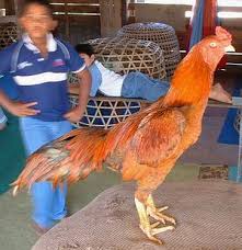 Bahkan menurut beberapa sumber dari kalangan penggemar sabung ayam mengatakan ayam bangkok wido ini memiliki kekuatan mistik, kekuatan yang tak terduga dan tidak terkalahkan dalam setiap pertarungannya. Jenis Jenis Ayam Blog Musthofa