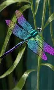Pin By Kim Leon Guerrero On Dragonflies Dragonfly Photos Dragonfly Dragon Flys