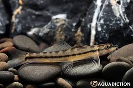 Image result for Pachycarpus lineolatus