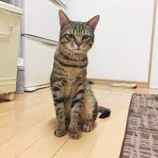 子猫でも噛まれると痛い 噛む理由は いつまで続く 噛み癖を直すには多頭飼いもオススメ 子猫 猫 キジトラ猫