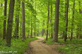 Late Spring Ryerson Woods Natural Phenomena Lincolnshire Nature