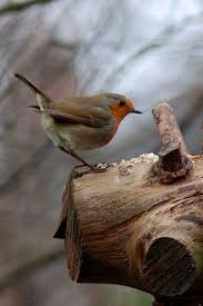 Pet Birds Pretty Birds Beautiful Birds