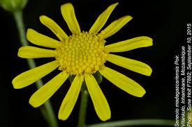 Image result for Senecio madagascariensis