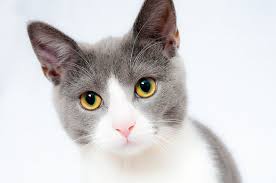 The munchikin cat has unusually short legs, comes in a variety of colors, and has a very loving, sweet personality. How To Care For A Munchkin Cat Petcarerx