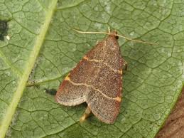 Image result for Cryptolepis hypoglauca