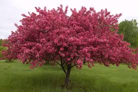 We did not find results for: How To Choose Plant And Grow Flowering Crabapple Trees Hgtv