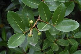 Image result for Xylocarpus