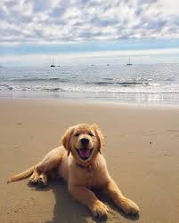I Realize I M Getting A Portuguese Water Dog But Golden Retrievers Are Just Too Cute To Resist Pinning Retriever Puppy Golden Retriever Puppies