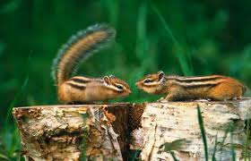 Also, i have raised beds and am concerned about them tunneling under. How To Get Rid Of Chipmunks Lovetoknow