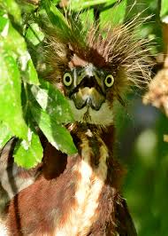 Maybe you would like to learn more about one of these? Baby Tricolored Herons Dina S Wildlife Adventures