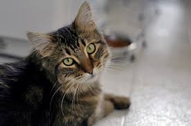 If you've just adopted a new kitty, she will need time with you at home to learn your schedule, get into a daily routine and know what behaviors are appropriate in your home. Home Alone How Long Can Cats Be Left Unattended