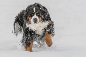 De kleuren van de foto komen geweldig tot hun recht doordat we gebruik maken van een whitewash. Berner Sennenhond Schattig Dier Hond Winter Sneeuw Huisdier Vacht Pikist