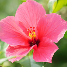Image result for Hibiscus