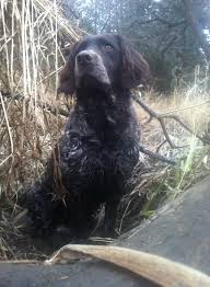 Ein deutscher wachtelhund ist ein klassischer jagdhund. Paw Print Genetics Breed Of The Week Deutscher Wachtelhund
