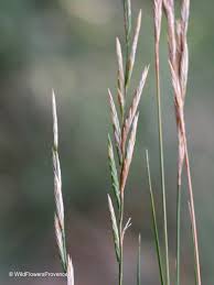 Image result for Brachypodium flexum