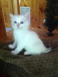 Maine coon kittens from the cattery dreamcoon have all the necessary things, from the complex compulsory vaccinations and ending with the relevant documents Manx Cats For Sale Blacksburg Va 212242 Petzlover