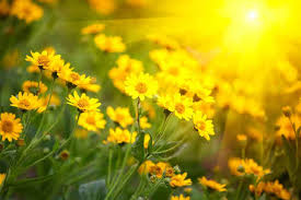 Flowers by billy contact information. Obituary Brenda Faye Hudson Hunt Of Pembroke Floyd Mortuary And Crematory Inc