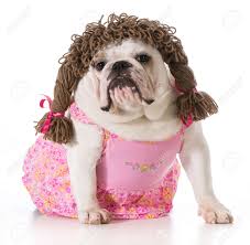 Frenchiely is the 2nd largest french bulldogs clothing store in the world. Female Dog English Bulldog Wearing Pink Dress And Pigtail Wig Stock Photo Picture And Royalty Free Image Image 26724422
