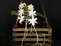 Image result for Aerangis ugandensis