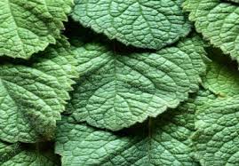 Nach diesem termin dürfen tabakerzeugnisse mit einem aromatischen aroma nicht mehr in verkehr gebracht werden. Gilt Das Menthol Zigaretten Verbot Auch Fur E Zigaretten Vuse