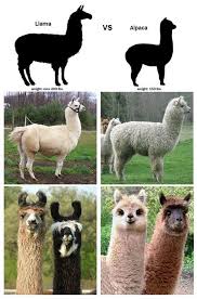 Difference Between Llama And Alpaca Others The Difference Between Llamas And Alpacas Alpacas Are Animals Cute Animals Funny Animals