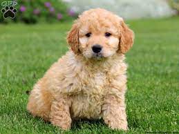 If you require a pup with breeding rights or for show quality with a top pedigree then expect to pay from $2,600 upwards to $10,000 or even more. Miniature Goldendoodle Breeders Bbt Com Goldendoodle Puppy Bear Dog Breed Puppies