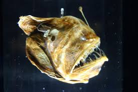 One team of researchers found that turtles become 20. 8 Strange Creatures In The Mariana Trench Outlook Traveller