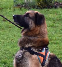 Epingle Sur To Be Adopted Cuddled And News When I Find Some