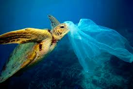 Image result for animals stuck in plastic ocean pollution shocking images of animals drowning are used to highlight damage dead turtle still wrapped in fishing net that likely killed him peta plastic bag found at the bottom of world s deepest ocean trench A Plastic Ocean Event Reflection By Hannah Sherwindt Hannahsgip Medium