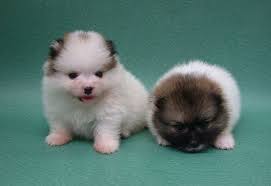 Pomeranian Price Range Cost How Much Are Pomeranian Puppies