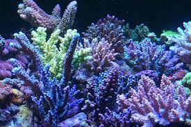 Hard Coral Color Growth Reef Tank Led Aquarium Lighting Hard Coral