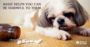 Human Medications Can Be Poisonous To Pets Taste Of The Wild Pet Food