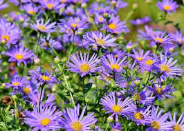 Asters Aster Flower Bee Garden Pollinator Garden