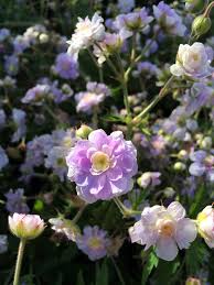 Image result for Geranium `Summer Skies`